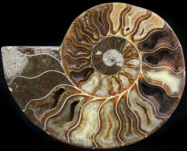 Cut Ammonite Fossil (Half) - Agatized #42514